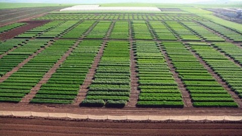 giống c&acirc;y trồng si&ecirc;u tăng trưởng